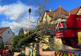 2025 01 07 Baum auf Gebaeude 16