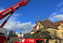 2025 01 07 Baum auf Gebaeude 15