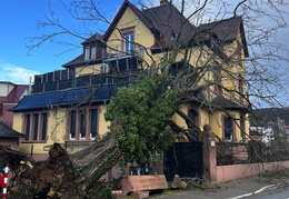 2025 01 07 Baum auf Gebaeude 01