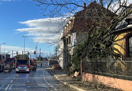 2025 01 07 Baum auf Gebaeude 04