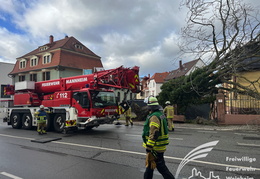 2025 01 07 Baum auf Gebaeude 08