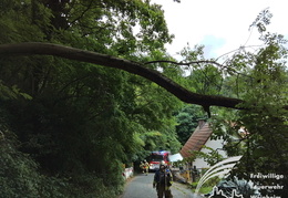 Einsatz Baum auf Garage