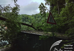 2025 08 03 Baum auf Garage 2