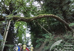 2025 08 03 Baum auf Garage 3