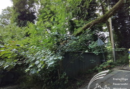 2025 08 03 Baum auf Garage 4