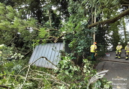 2025 08 03 Baum auf Garage 10