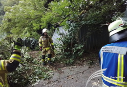 2025 08 03 Baum auf Garage 11