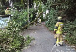 2025 08 03 Baum auf Garage 13