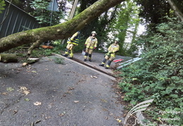 2025 08 03 Baum auf Garage 14