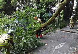 2025 08 03 Baum auf Garage 15