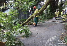 2025 08 03 Baum auf Garage 16