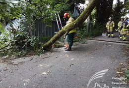 2025 08 03 Baum auf Garage 17